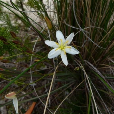 Thelionema umbellatum