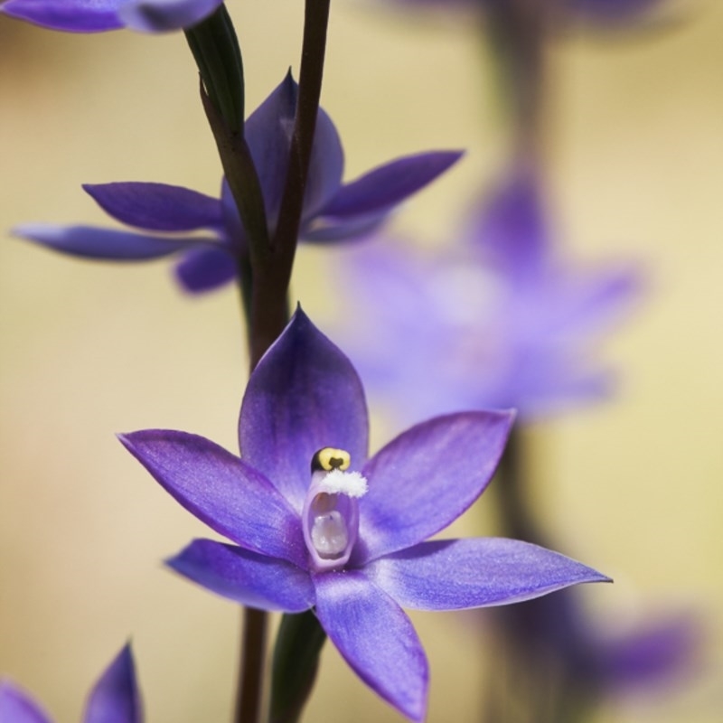 Thelymitra alpina