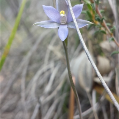 Thelymitra alpina