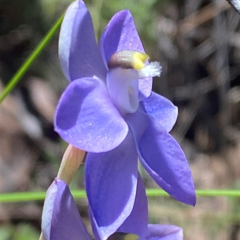 Thelymitra alpina