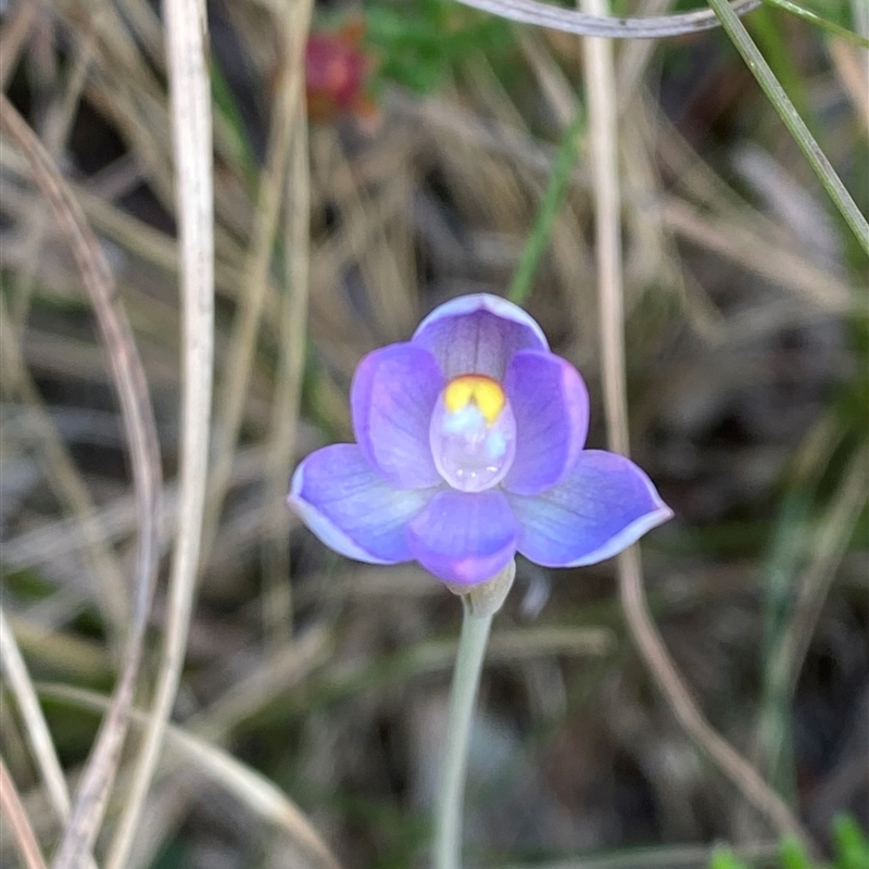 Thelymitra angustifolia