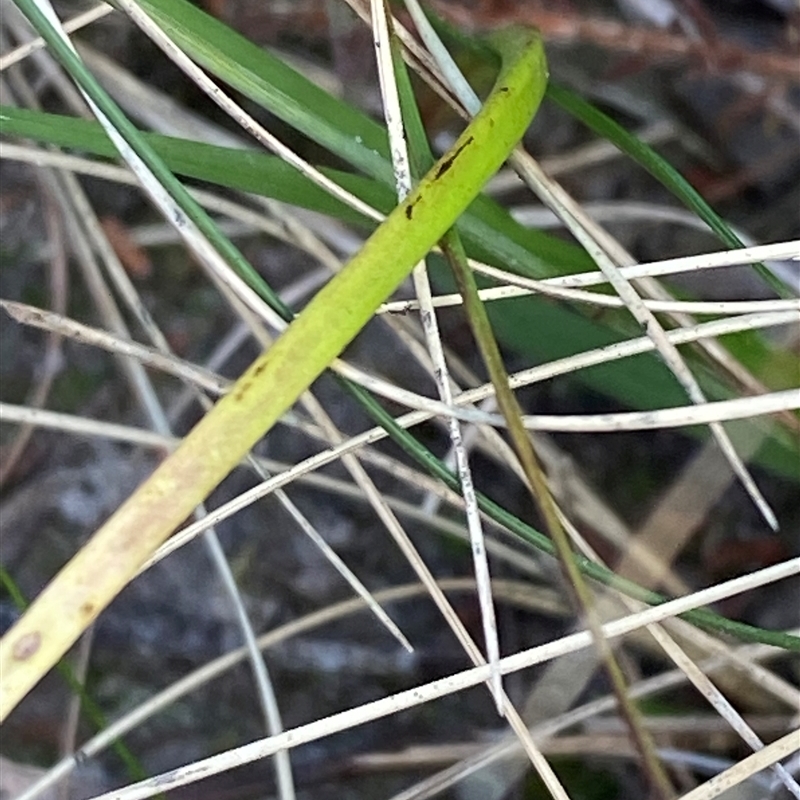 Thelymitra angustifolia