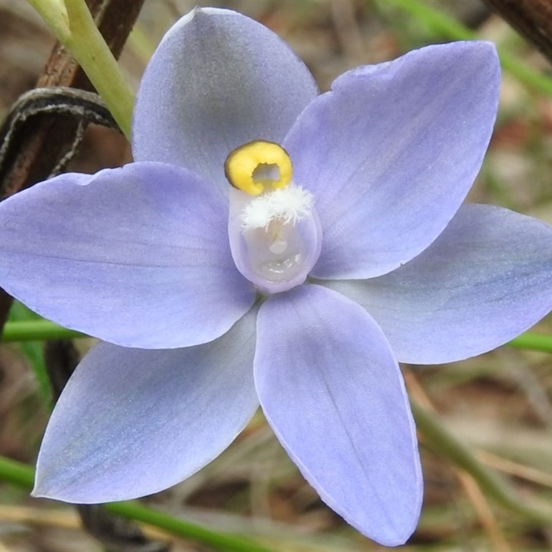 Thelymitra arenaria