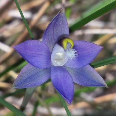 Thelymitra brevifolia