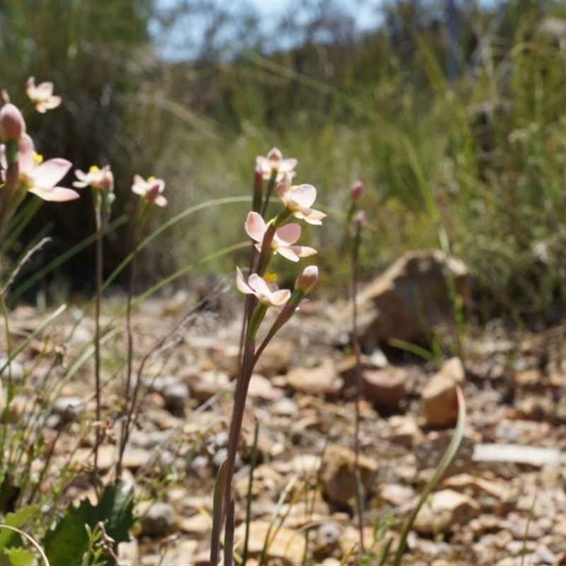 Thelymitra carnea