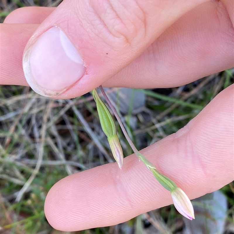 Thelymitra carnea