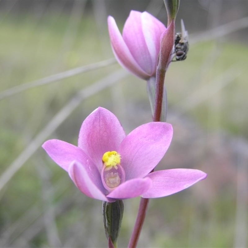 Thelymitra carnea x megcalyptra