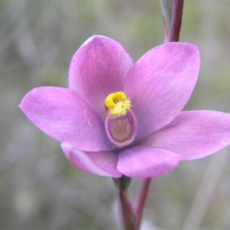 Thelymitra carnea x megcalyptra