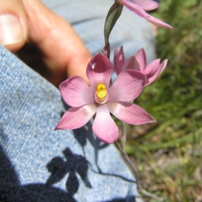 Thelymitra carnea x megcalyptra