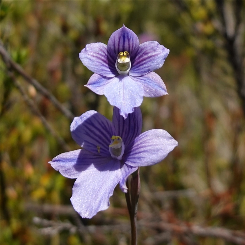 Thelymitra cyanea