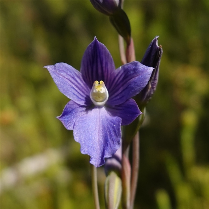 Thelymitra cyanea