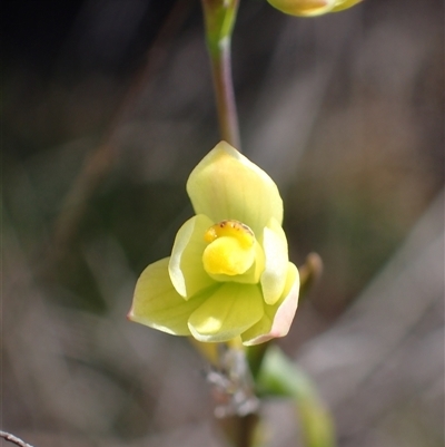 Thelymitra flexuosa