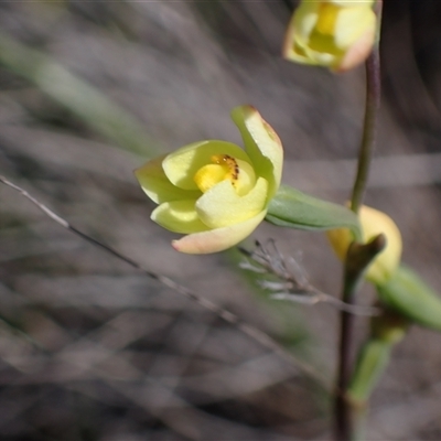 Thelymitra flexuosa