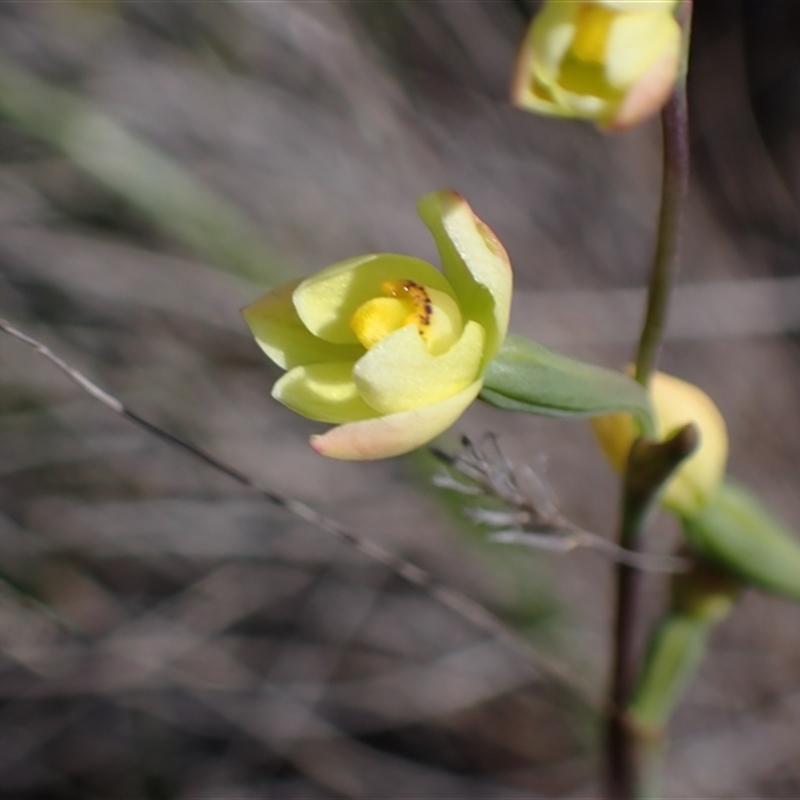 Thelymitra flexuosa