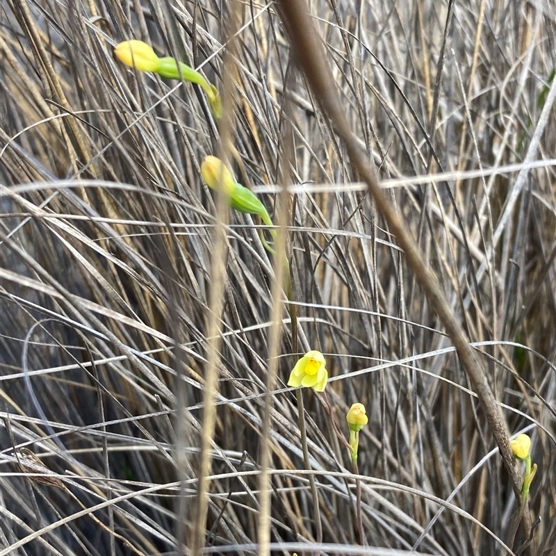 Thelymitra flexuosa