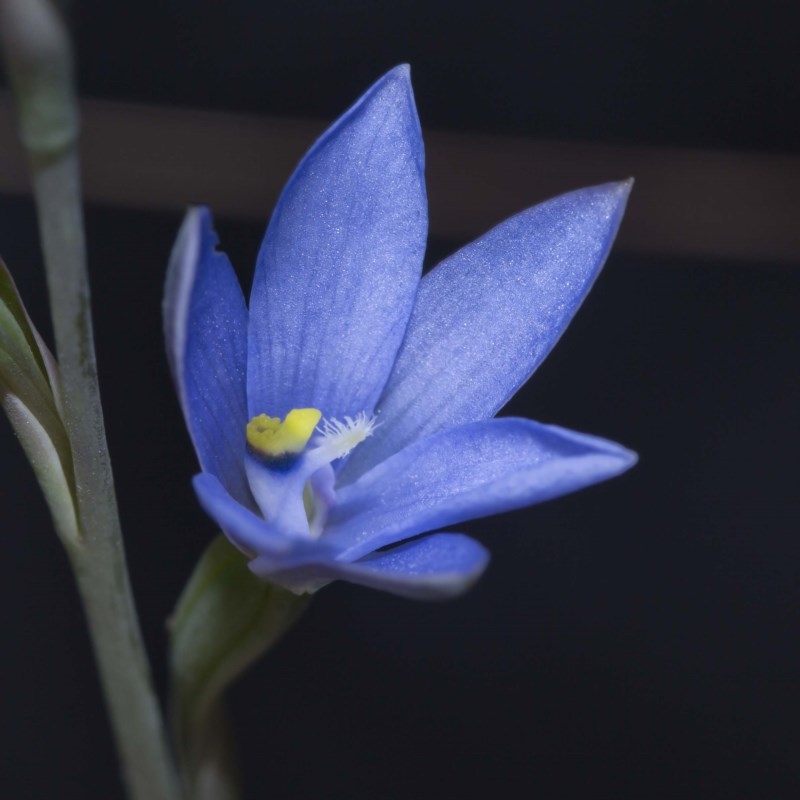 Thelymitra longiloba