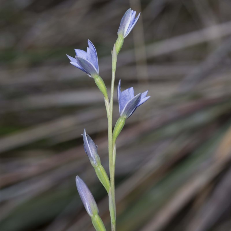 Thelymitra longiloba