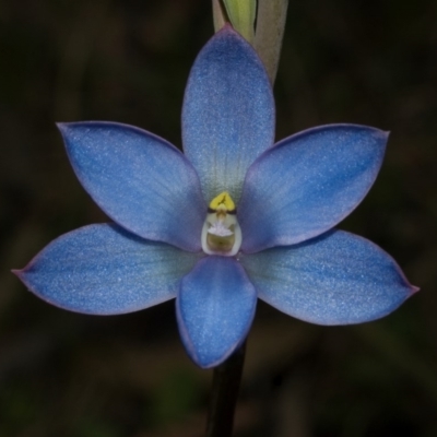 Thelymitra media