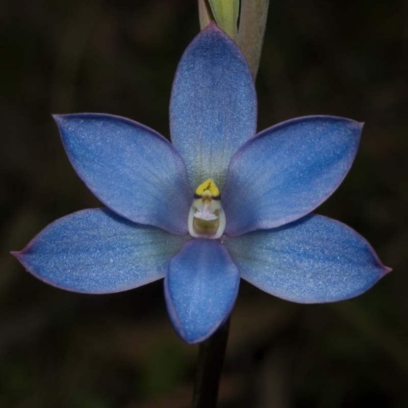 Thelymitra media