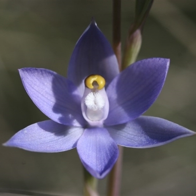 Thelymitra nuda