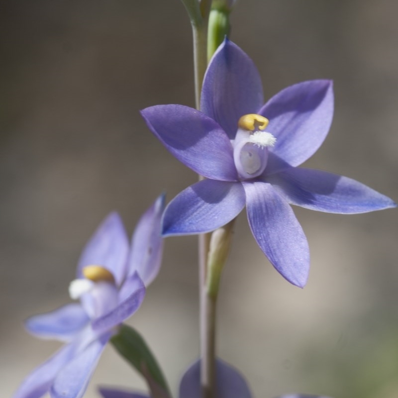 Thelymitra nuda