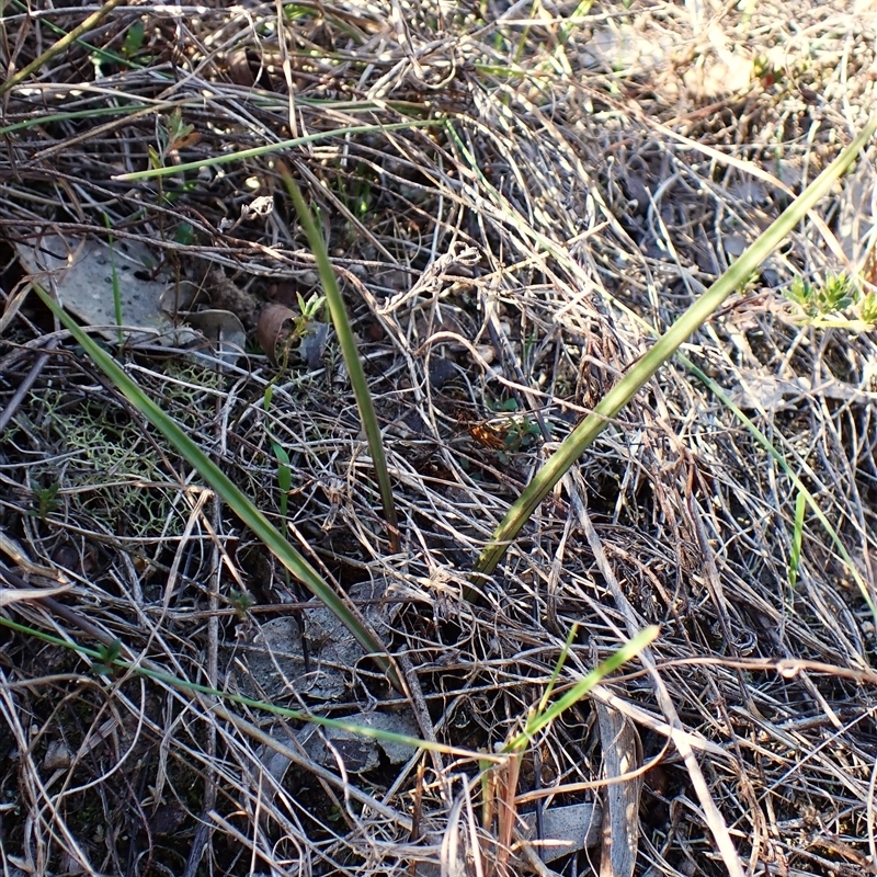 Thelymitra nuda