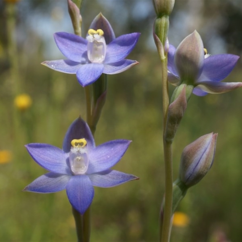 Thelymitra pauciflora