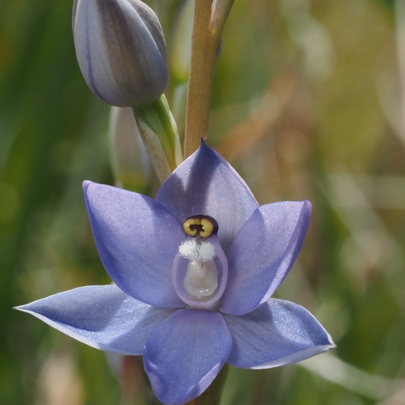 Thelymitra peniculata