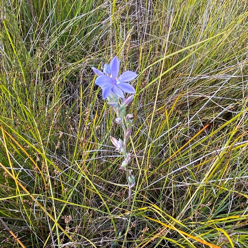 Thelymitra purpurata