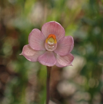 Thelymitra rubra