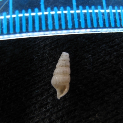 Ataxocerithium serotinum