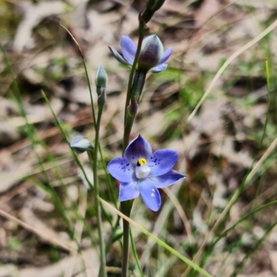 Thelymitra simulata