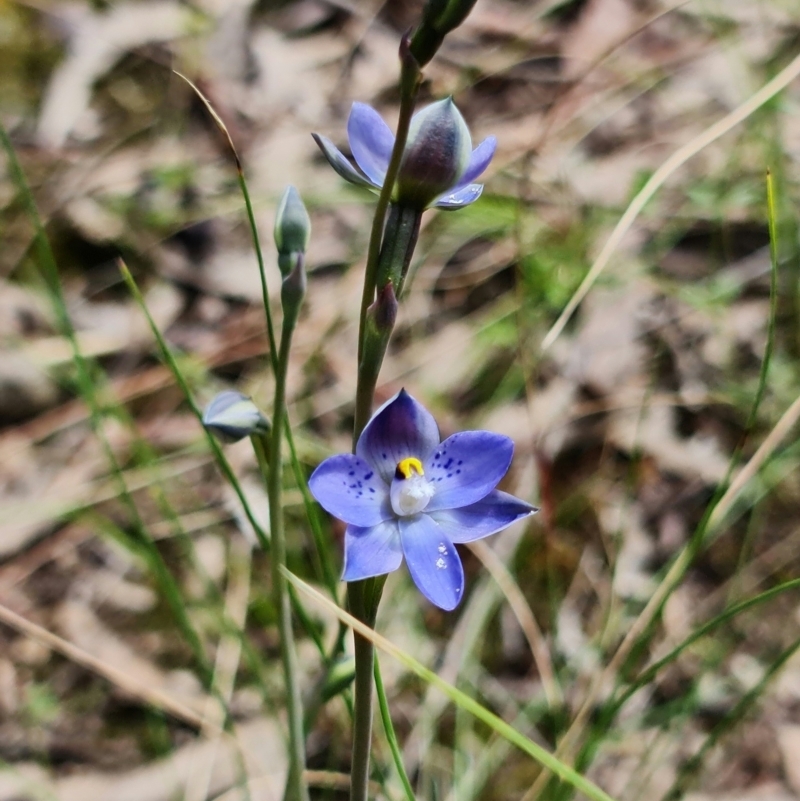 Thelymitra simulata