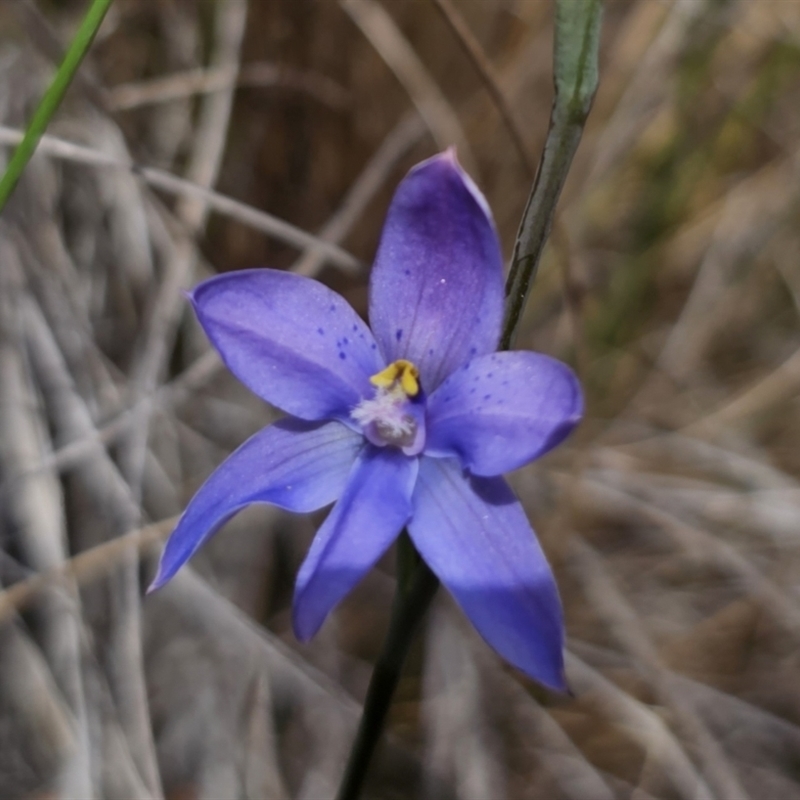 Thelymitra (Genus)