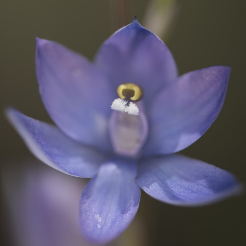 Thelymitra sp. (nuda complex)