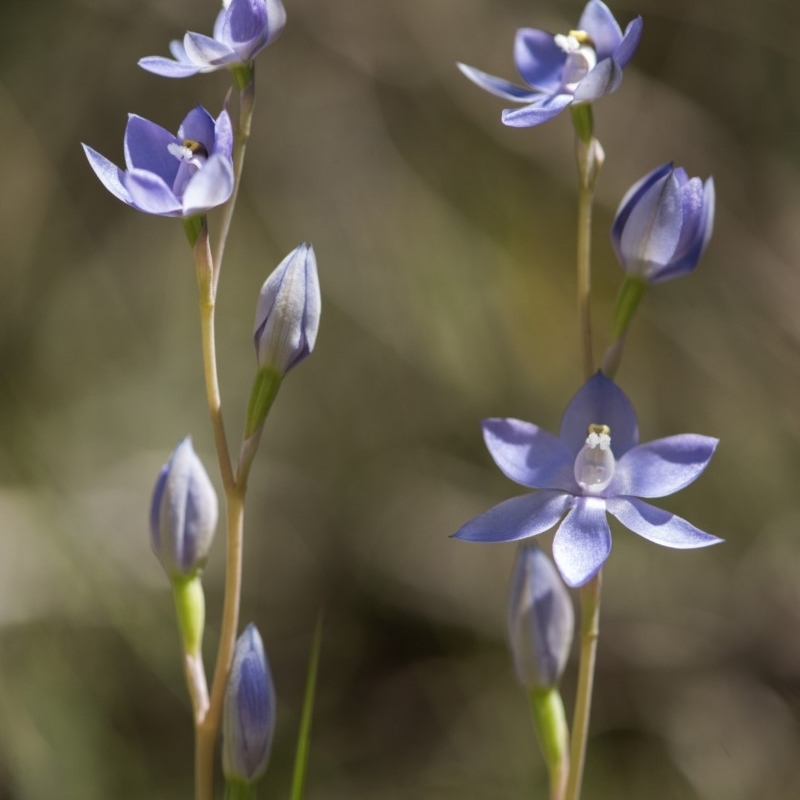 Thelymitra sp. (nuda complex)