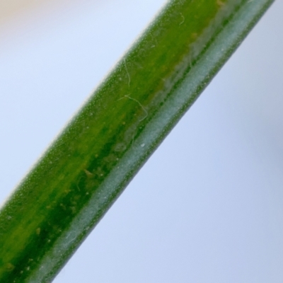 Thelymitra sp. (pauciflora complex)
