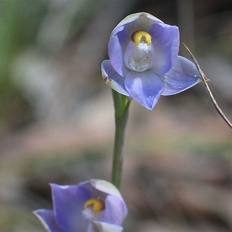 Thelymitra sp. aff. pauciflora