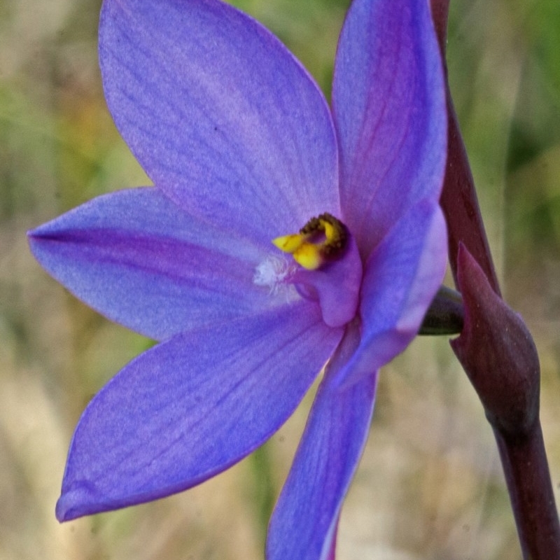 Thelymitra sp. aff. pauciflora