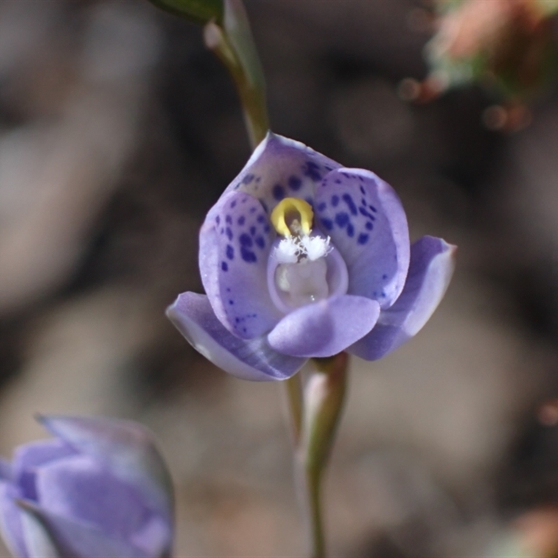 Thelymitra x truncata