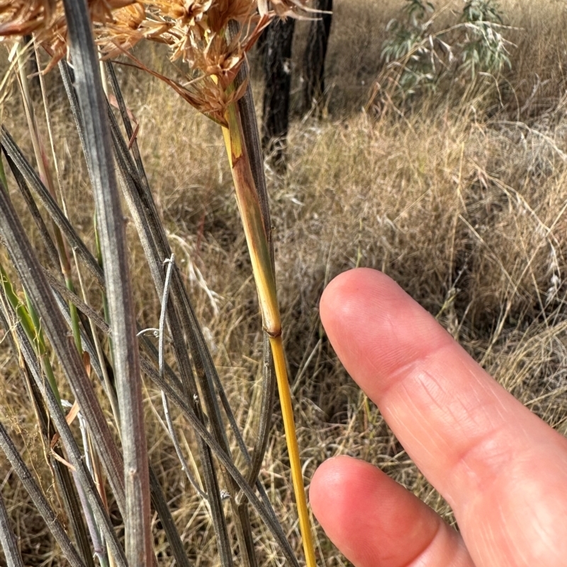 Themeda quadrivalvis