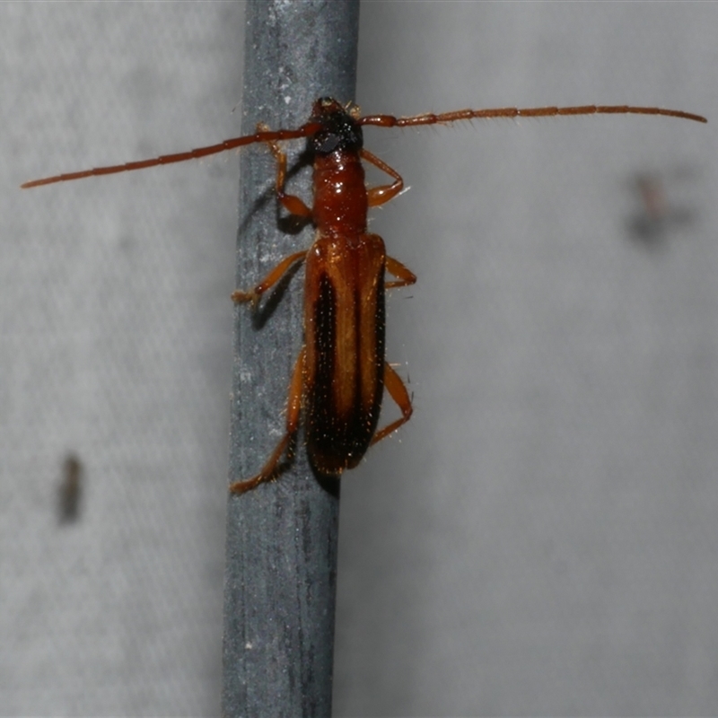 Atesta dorsalis