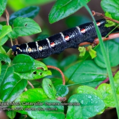 Caterpillar