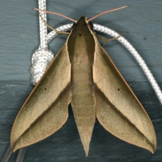 Dorsal