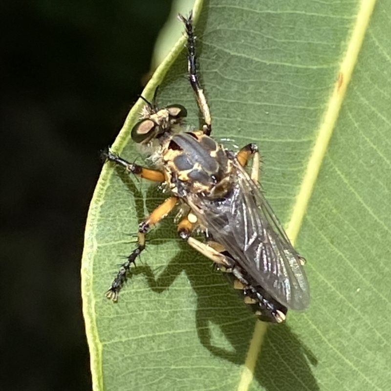 Robber flies - The Australian Museum