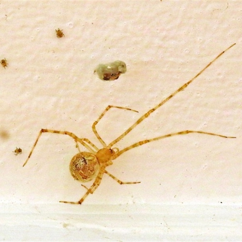 Theridiidae (family)