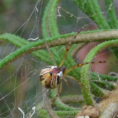 Theridion pyramidale