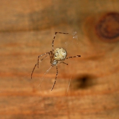 Theridion sp. (genus)