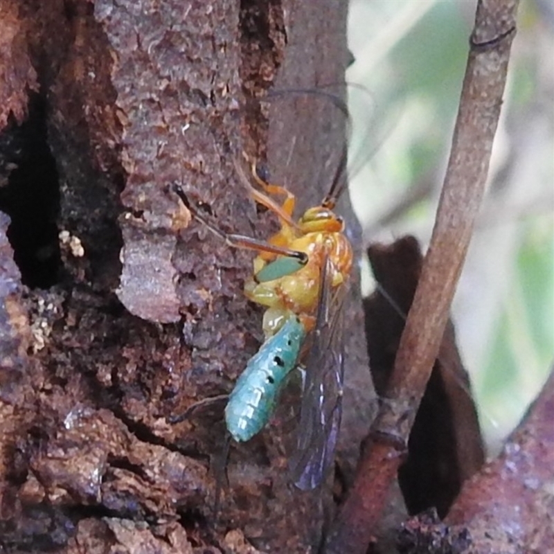 Theronia maculosa