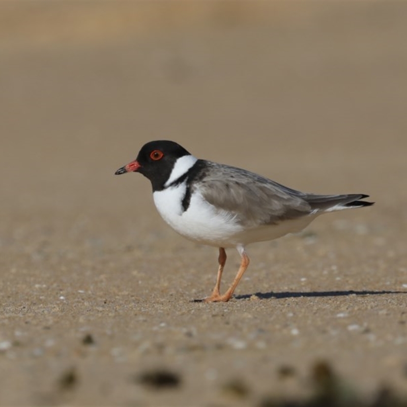 Charadrius rubricollis